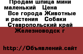 Продам шпица мини маленький › Цена ­ 15 000 - Все города Животные и растения » Собаки   . Ставропольский край,Железноводск г.